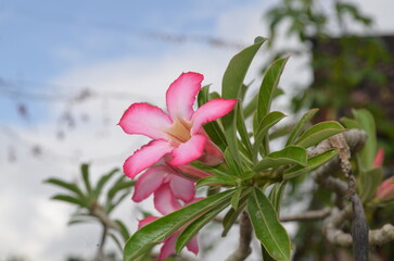 Fototapeta premium frangipani flower bloom beautiful colored tropical wallpaper