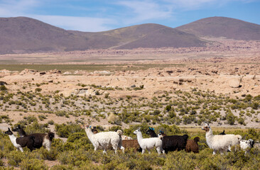 Herd of alpacas in the remote and mountainous Bolivian Altiplano between the famous lagoon route and Uyuni - Traveling South America 