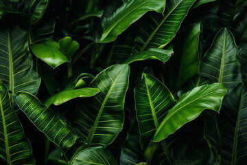 Naklejka na ściany i meble Enigmatic Beauty: Green Dark Wallpaper of Tropical Forest Leaves