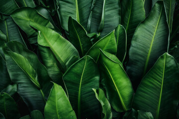 Lush Tropical Paradise with Green Banana Leaves