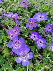 flowers in the garden