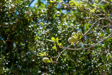 Green peach on a branch. Green ripening peach fruits on a branch surrounded by green leaves. Home gardening or garden care concept