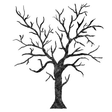 tree with roots