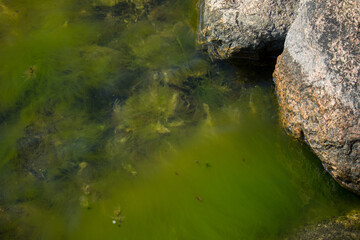 Close-up of a coast algae with some rocky shore.