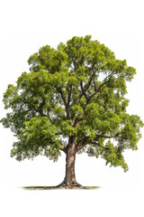 Fototapeta na wymiar Giant oak isolated on a white background