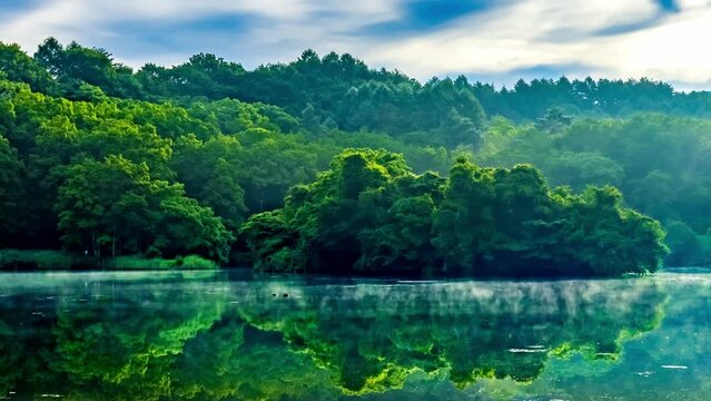07_早朝の森と朝もやの漂う湖畔で羽ばたく水鳥(4K)右移動