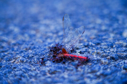Ants eating the dead body of a dragon fly on the tarred road