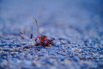 Ants eating the dead body of a dragon fly on the tarred road