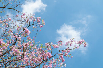Beauty blooming blossom cherry pink sakura flower in the bright blue sky with cloud in spring and summer, nature pretty fresh floral petal plant with blue background on outdoor sunlight sunny day