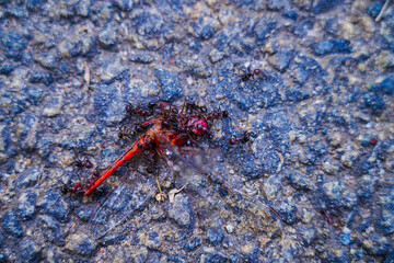 Ants eating the dead body of a dragon fly on the tarred road