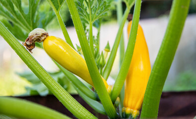 Beautiful yellow zucchini grows in the ground. Growing vegetables in the country. Summer sunny day,...