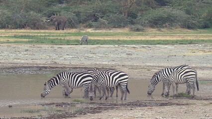 Fototapeta na wymiar zebras drinking water