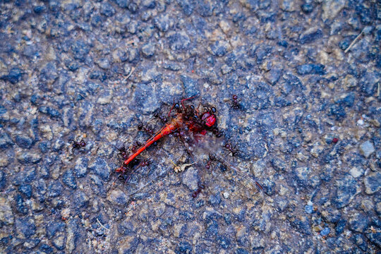 Ants eating the dead body of a dragon fly on the tarred road