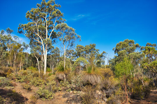 Landscape with eucalypt trees and grass trees in the dry sector of Avon Valley National park, close to Perth, Western Australia.
