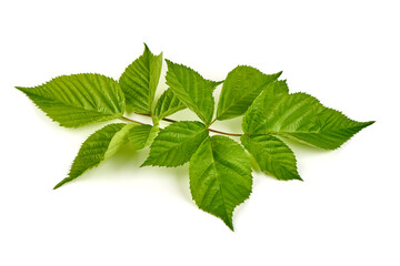 Raspberry branch, isolated on white background.