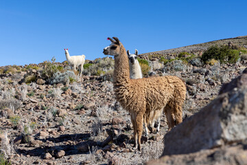 Llamas below Tunupa Volcano close to the Village Coqueza at the edge of the biggest salt flats of...