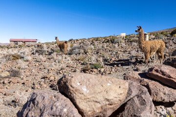 Llamas below Tunupa Volcano close to the Village Coqueza at the edge of the biggest salt flats of the world, the Salar de Uyuni in Bolivia 