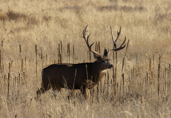 Mule Deer Buck in Colorado in Autumn