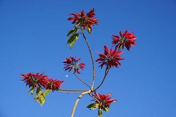 Coastal coral tree in full bloom on blue sky background
