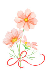 ピンク色のコスモスの一輪の花の水彩イラスト