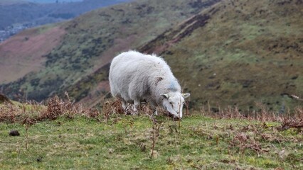 Fototapeta premium sheep in the mountains of UK