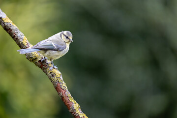 Content looking young blue tit (cyanistes caeruleus) perched on wood, Yorkshire, UK, July, Summer