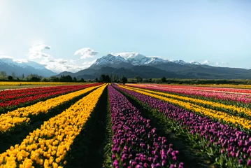 Keuken spatwand met foto Tulip fields in the patagonia with beautiful blue sky and some clouds with colorfull flores and tulips blossoming, sun rays and horizon landscape © Gabriel