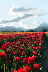 Tulip fields in the patagonia with beautiful blue sky and some clouds with colorfull flores and tulips blossoming, sun rays and horizon landscape