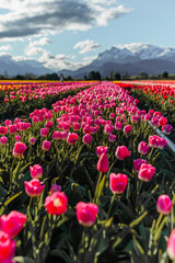 Tulip fields in the patagonia with beautiful blue sky and some clouds with colorfull flores and tulips blossoming, sun rays and horizon landscape