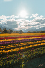 Tulip fields in the patagonia with beautiful blue sky and some clouds with colorfull flores and tulips blossoming, sun rays and horizon landscape