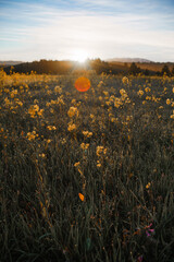 beautiful small yellow flowers at sunrise with the sun shining in the sky, bokeh and lens flare with warm colors and green grass