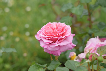beautiful rose in the garden
