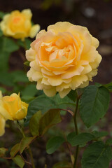 beautiful rose in the garden