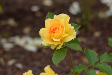 beautiful rose in the garden