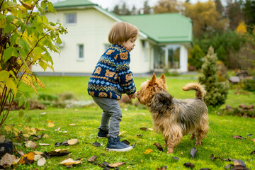 Toddler boy playing with pedigreed australian terrier dog in late autumn garden.