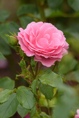 beautiful rose in the garden