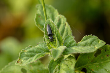 Beetle crawling on a stalk of grass .Insects are very active during the day.The Latin name for the beetle is Ctenicera pectinicornis.