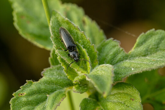 Beetle crawling on a stalk of grass .Insects are very active during the day.The Latin name for the beetle is Ctenicera pectinicornis.