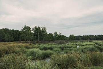 Fototapeta na wymiar Beautiful scenery in overcast weather, a view of a marsh with dense vegetation and a forest