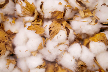 natural unpeeled cotton seed pods, plant texture, concept farming cotton production, cottonseed...