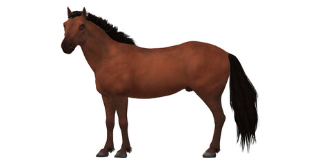 Fototapeta na wymiar Horse isolated on a Transparent Background