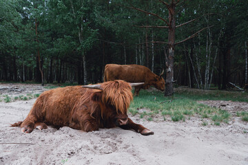 Beautiful and well-maintained Scottish cows in the eco-park