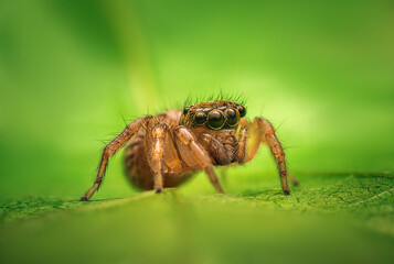 Jumping spider macro closeup on a green leaf