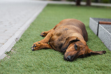 A short-haired, red-colored dog rests on the grass in the yard