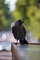 A hooded crow posing while waiting for scavenging food.