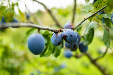 Purple plums on a tree branch in the orchard. Harvesting ripe fruits on autumn day. Growing own fruits and vegetables in a homestead.