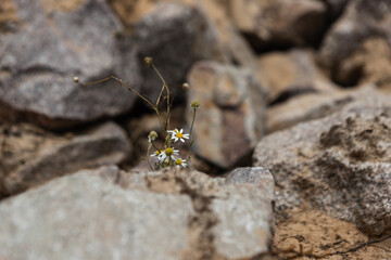 Daisies among the rocks and dry ground