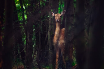 Little deer, young roe deer, hind in a mystic forest.