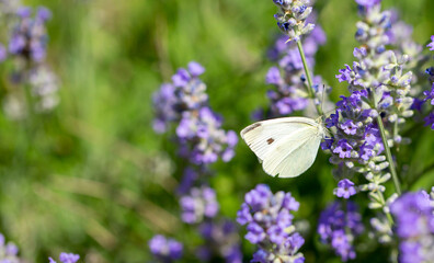 Butterflies on spring lavender flowers under sunlight. Beautiful landscape of nature with a panoramic view. Hi spring. long banner