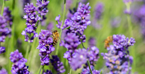 Spring lavender flowers under sunlight. Bees pollinate flowers and collect pollen. Lavender honey. Beautiful landscape of nature with a panoramic view. Hi spring. long banner
